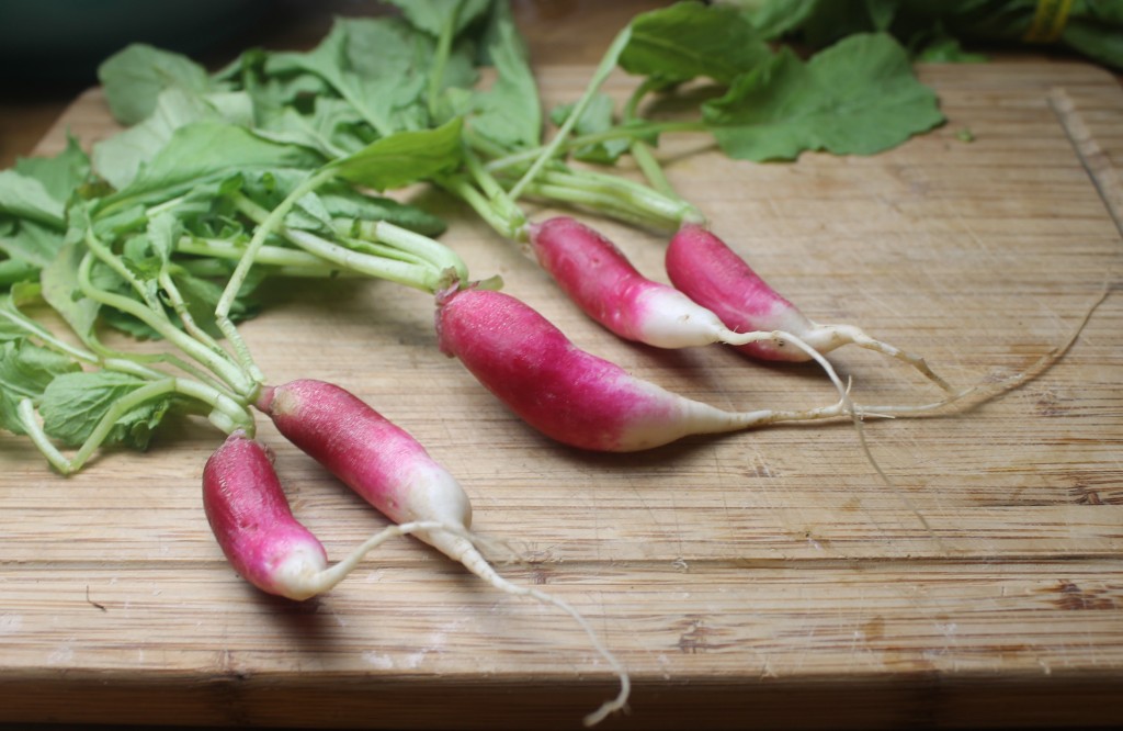 French butter radishes